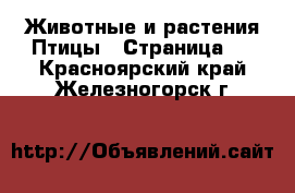 Животные и растения Птицы - Страница 2 . Красноярский край,Железногорск г.